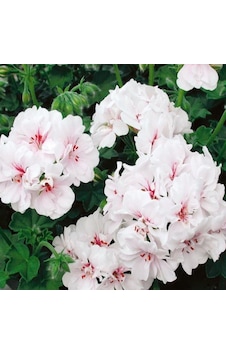 Sarkıcı Grandeur Ivy White Sakız Sardunya Fidesi 1 Fide Sarkıcı Grandeur Ivy White Sakız Sardunya Fidesi 1 Fide