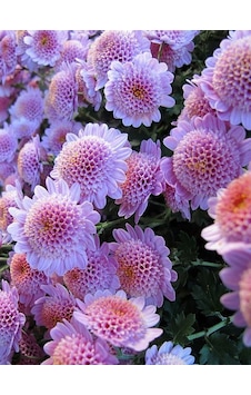 2 Adet Pembe Renkli Katlı Dahlia Çiçeği Soğanı 2 Adet Pembe Renkli Katlı Dahlia Çiçeği Soğanı