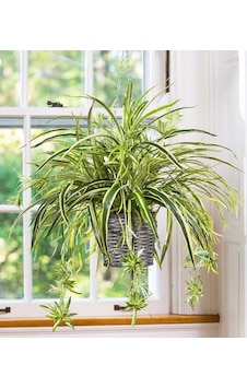 Kurdele Çiçeği- Chlorophytum