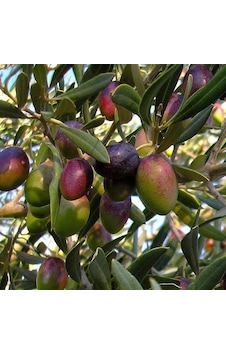Tüplü Sofralık Manzalina Zeytin Fidanı Tüplü Sofralık Manzalina Zeytin Fidanı