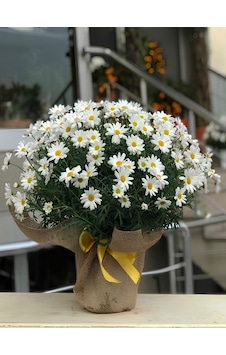 Hediye Paketli Beyaz Renk Çeşme Papatyası Özel Gün Çiçeği 20-40cm Saksılı Hediye Paketli Beyaz Renk Çeşme Papatyası Özel Gün Çiçeği 20-40cm Saksılı