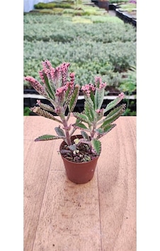 Thebestonline Kalanchoe Pink Butterflies Pembe Aşkın Gözyaşı 5.5 Cm Saksıda 1 Adet