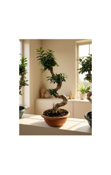 Ginseng Bonsai-80 Cm Ginseng Bonsai-80 Cm