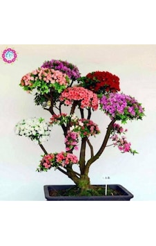 Japon Gülü Ağacı Bonsai Tohumu