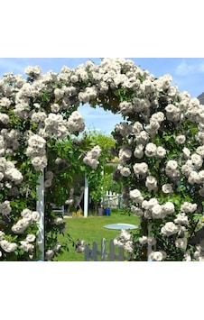 Yediveren Tüplü Kokulu White Quen Sarmaşık Gül Fidanı Yediveren Tüplü Kokulu White Quen Sarmaşık Gül Fidanı