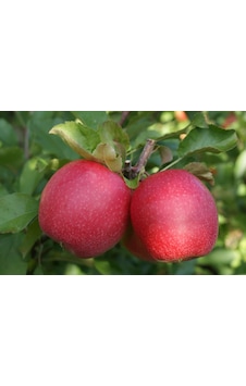 3 Yaş Tüplü Pink Lady Elma Fidanı Boy 130-150 Cm 3 Yaş Tüplü Pink Lady Elma Fidanı Boy 130-150 Cm