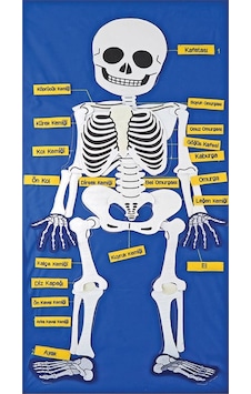 Cırtlı İskelet Pano 47x92 cm Cırtlı İskelet Pano 47x92 cm
