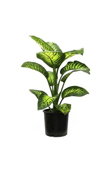 Difenbahya Ağlayan Çiçek-dieffenbachia Tropik - 915203349