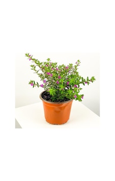 Kufeya Cennet Çiçeği Fidanı 10-20 Cm Kufeya Cennet Çiçeği Fidanı 10-20 Cm