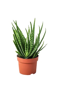Torbalı ve Tüketime Uygun 3 Yaş Aloevera Fidanı Torbalı ve Tüketime Uygun 3 Yaş Aloevera Fidanı