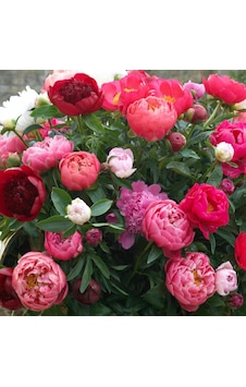 Peonies Festiva Mixed Şakayık Çiçeği Yumrusu-Rizomu 3 Adet Peonies Festiva Mixed Şakayık Çiçeği Yumrusu-Rizomu 3 Adet