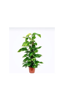 Pothos-salon Sarmaşığı Destek Çubuklu