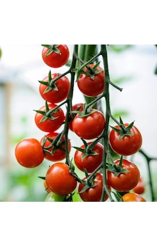 Cherry F1 Sırık Kiraz Domates Tohumu 10 Tohum Cherry F1 Sırık Kiraz Domates Tohumu 10 Tohum