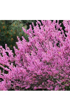 Tüplü Erguvan Pink Fidanı 30-60 Cm Tüplü Erguvan Pink Fidanı 30-60 Cm
