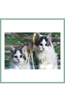Bşkvirgo 3 Boyutlu Resim Sevimli Kediler İkili Kedi Resmi Tablosu 40x60 Cm Bsk2026 Bşkvirgo 3 Boyutlu Resim Sevimli Kediler İkili Kedi Resmi Tablosu 40x60 Cm Bsk2026