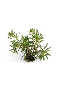 Rotala Wallichi In Vitro Canlı Bitki Çok Renkli Rotala Wallichi In Vitro Canlı Bitki Çok Renkli