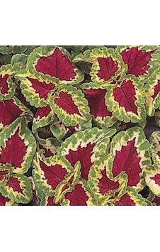 ColeusWizard Yaprak Güzeli F1 10 Adet Tohum ColeusWizard Yaprak Güzeli F1 10 Adet Tohum