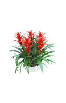 Guzmanya - Guzmania 5 Li Tasarım - 599284531 Guzmanya - Guzmania 5 Li Tasarım - 599284531