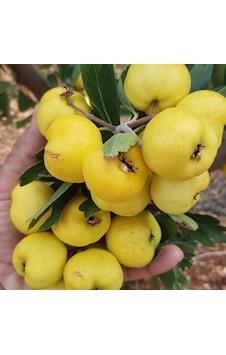 Tüplü Aşılı. İri Meyveli Sarı Belen Alıç Fidanı 80-100 Cm Tüplü Aşılı. İri Meyveli Sarı Belen Alıç Fidanı 80-100 Cm
