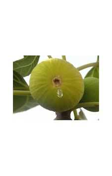 Beyaz Yediveren Incir Fidanı Tüplü \ 30-50 Cm Beyaz Yediveren Incir Fidanı Tüplü \ 30-50 Cm