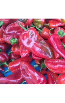 Kapya Tatlı Salçalık Biber Tohumu 5 Gr Paket 1 Paket Kapya Tatlı Salçalık Biber Tohumu 5 Gr Paket 1 Paket