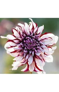 2 Adet Özel Renkli Kırçıllı Dahlia Çiçeği Soğanı 2 Adet Özel Renkli Kırçıllı Dahlia Çiçeği Soğanı