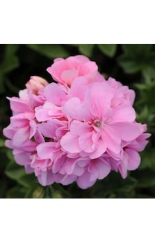Pembe Çiçekli Grandeu İvy Pink Sakız Sardunya Çiçeği Fidesi Pembe Çiçekli Grandeu İvy Pink Sakız Sardunya Çiçeği Fidesi