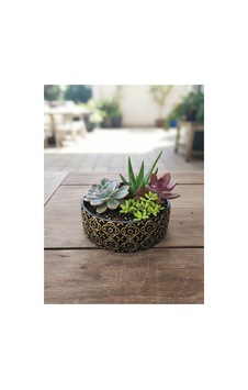 Beton Saksı Sukulent Bonzai Teraryum Arajman Çiçek Saksısı Bitkiler Hariç 18x7cm Siyah-altın Beton Saksı Sukulent Bonzai Teraryum Arajman Çiçek Saksısı Bitkiler Hariç 18x7cm Siyah-altın