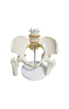 Omurga Pelvis Maketi Omurga Pelvis Maketi