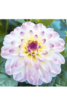 Çift Renk Dahlia Yıldız Çiçegi Soganı ( 4adet )-4155100534 Çift Renk Dahlia Yıldız Çiçegi Soganı ( 4adet )-4155100534
