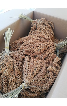 Kızıl Dal Darı 500 Gram Doğal Daldarı Kızıl Dal Darı 500 Gram Doğal Daldarı