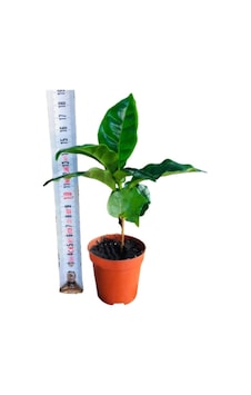 Kahve Fidanı Kahve Fidesi Kahve Ağacı Coffea Arabica Kahve Fidanı Kahve Fidesi Kahve Ağacı Coffea Arabica