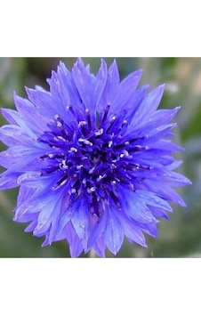 Mavi Renkli Yıldız Çiçeği Soğanı (Dahlia) 2 Adet - ADAFDN0390 Mavi Renkli Yıldız Çiçeği Soğanı (Dahlia) 2 Adet - ADAFDN0390