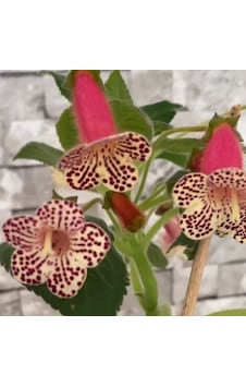 Rf's 3 Kohleria Çiçeği Fidesi Kohleria Japon Küpelisi Çiçeği Fidesi Mini Potta Rf's 3 Kohleria Çiçeği Fidesi Kohleria Japon Küpelisi Çiçeği Fidesi Mini Potta