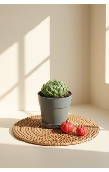 Haworthia Cooperi Haworthia Cooperi