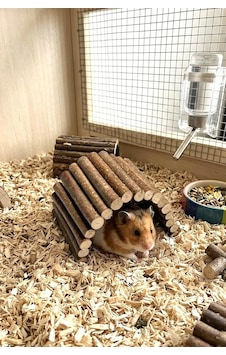Ayrex Doğal Ahşap Hamster Tünel Köprü & Yuva Ayrex Doğal Ahşap Hamster Tünel Köprü & Yuva