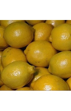 Tüplü Kara Limon Yaş 1-2 Boy 90-100cm Tüplü Kara Limon Yaş 1-2 Boy 90-100cm