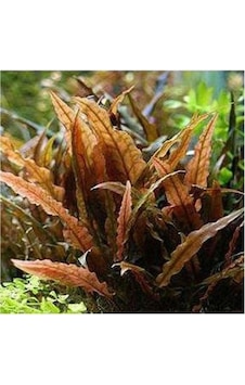 Akvaryum Bitkileri Cryptocoryne Wendtii Brown Saksı Canlı Bitki Diğer