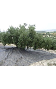 Pellenc Cotexa Zeytin Toplama Filesi 6x12 Mt Yaygı