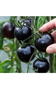 Siyah Cherry Domates Tohumu Siyah Cherry Domates Tohumu