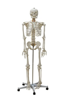 Gerçek Boy İnsan İskeleti Maketi 176 Cm Tüm Vücut Eklem,omurilik Ve Sinir Modeli Model 10