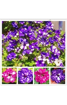 Karışık Petunya Çiçeği Tohumu 10+Tohum+4Saksı+Torf N111955 Karışık Petunya Çiçeği Tohumu 10+Tohum+4Saksı+Torf N111955