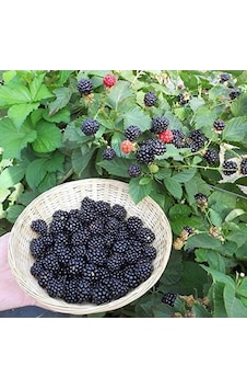 Verimli Aroması Yüksek Boysenberry Böğürtlen Fidanı
