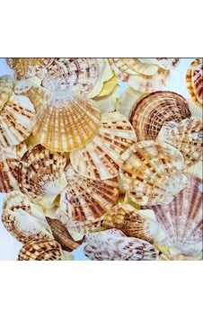 Pecten Mascarensis Kiloluk Deniz Kabuğu (1 Kg) Pecten Mascarensis Kiloluk Deniz Kabuğu (1 Kg)