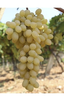 Rüzgarbotanik Sultaniye Üzüm 40Cm 60Cm Rüzgarbotanik Sultaniye Üzüm 40Cm 60Cm