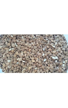 Kayısıcenter Toptan Acı Kayısı Çekirdeği 10 KG Kayısıcenter Toptan Acı Kayısı Çekirdeği 10 KG