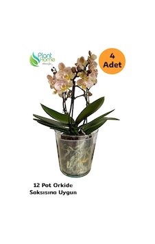 4 Adet Cam Orkide Saksısı - 12 Pot Cam Orkide Saksısı - Cam Saksı Vazo 4 Adet Cam Orkide Saksısı - 12 Pot Cam Orkide Saksısı - Cam Saksı Vazo