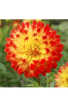 2 Adet Sarı-kırmızı Uçlu Dahlia Çiçeği Soğanı 2 Adet Sarı-kırmızı Uçlu Dahlia Çiçeği Soğanı
