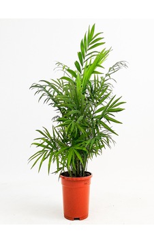 Areka Dağ Palmıyesi Chamadora Elegans 40 Cm Areka Dağ Palmıyesi Chamadora Elegans 40 Cm