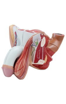 Erkek Genital Organ Modeli, 4 Parçalı - Genital Organ Maketi 01 Erkek Genital Organ Modeli, 4 Parçalı - Genital Organ Maketi 01